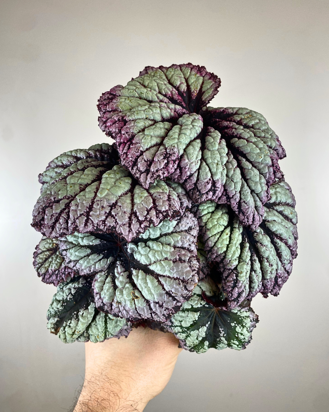 Begonia Rex Fireworks
