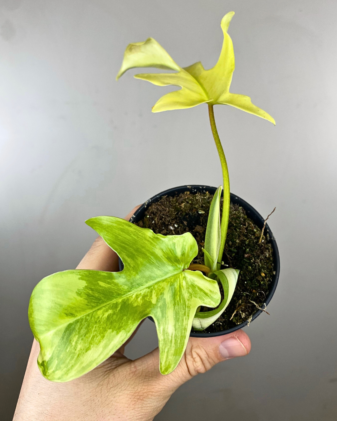 Philodendron Florida Beauty