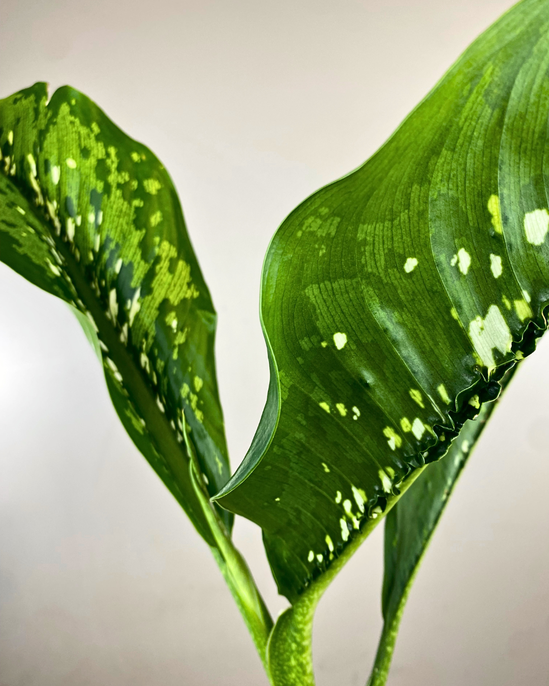 Dieffenbachia 'Crocodile'