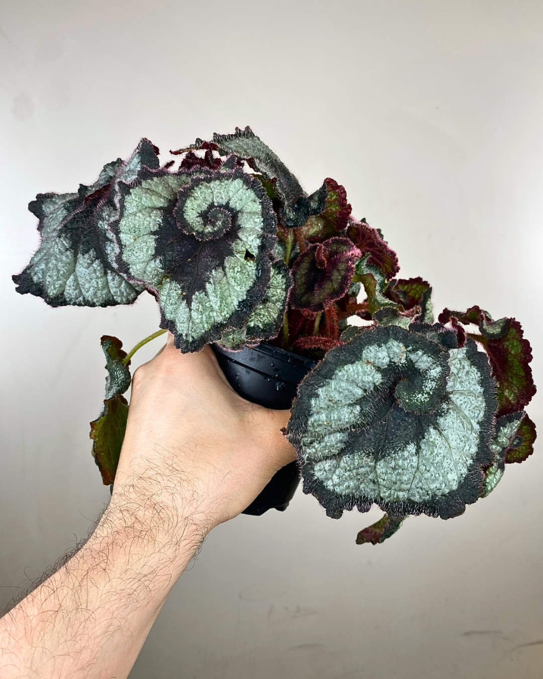 Begonia Rex 'Escargot'