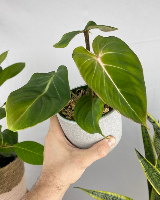 Philodendron Gloriosum