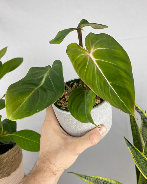 Philodendron Gloriosum – Aurea Plants