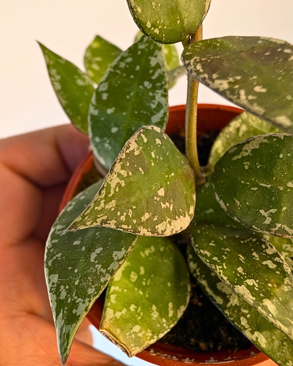 Hoya Krohniana 'Splash'