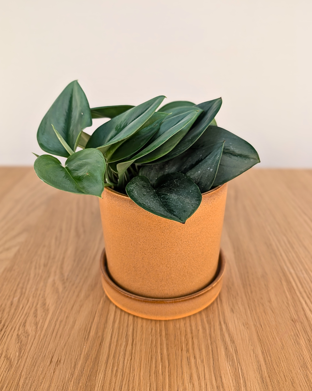 Cache-pot 'Caramel Glacé'