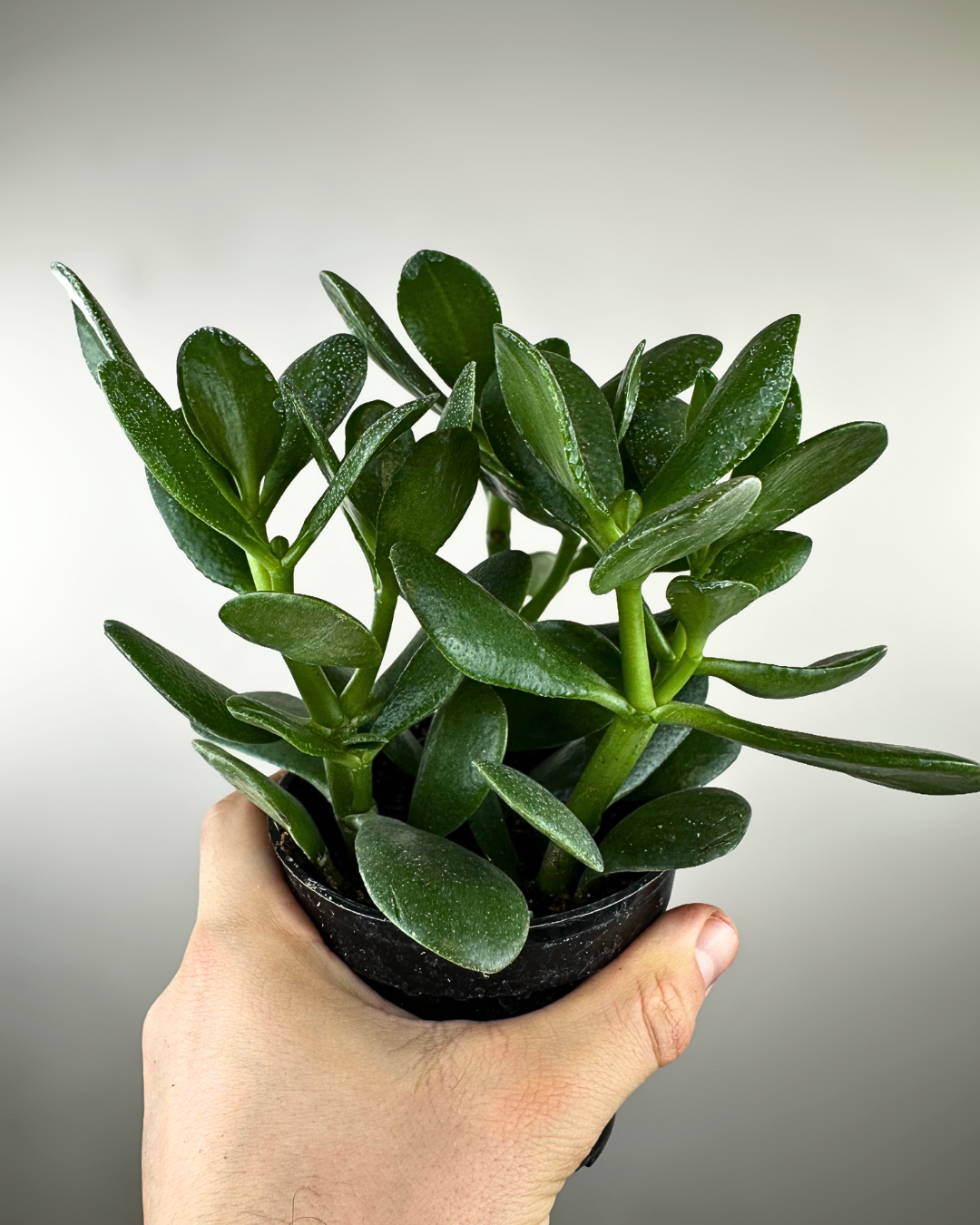 Crassula ovata