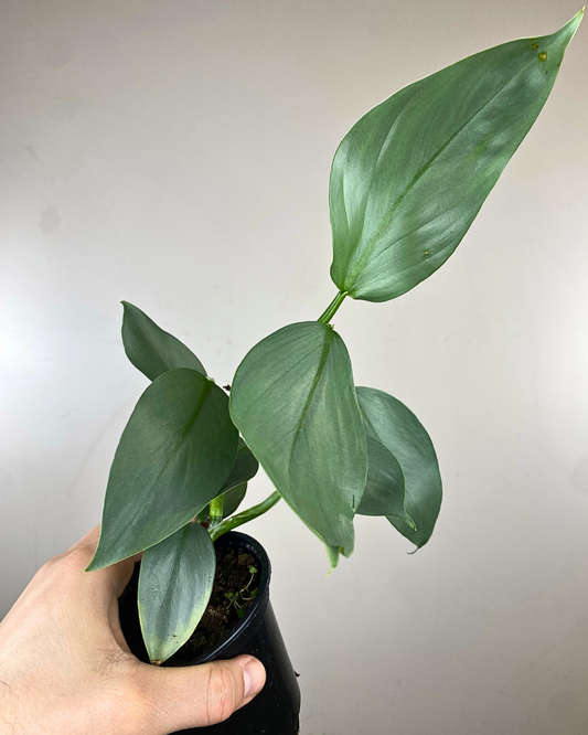 Philodendron 'Silver Sword'