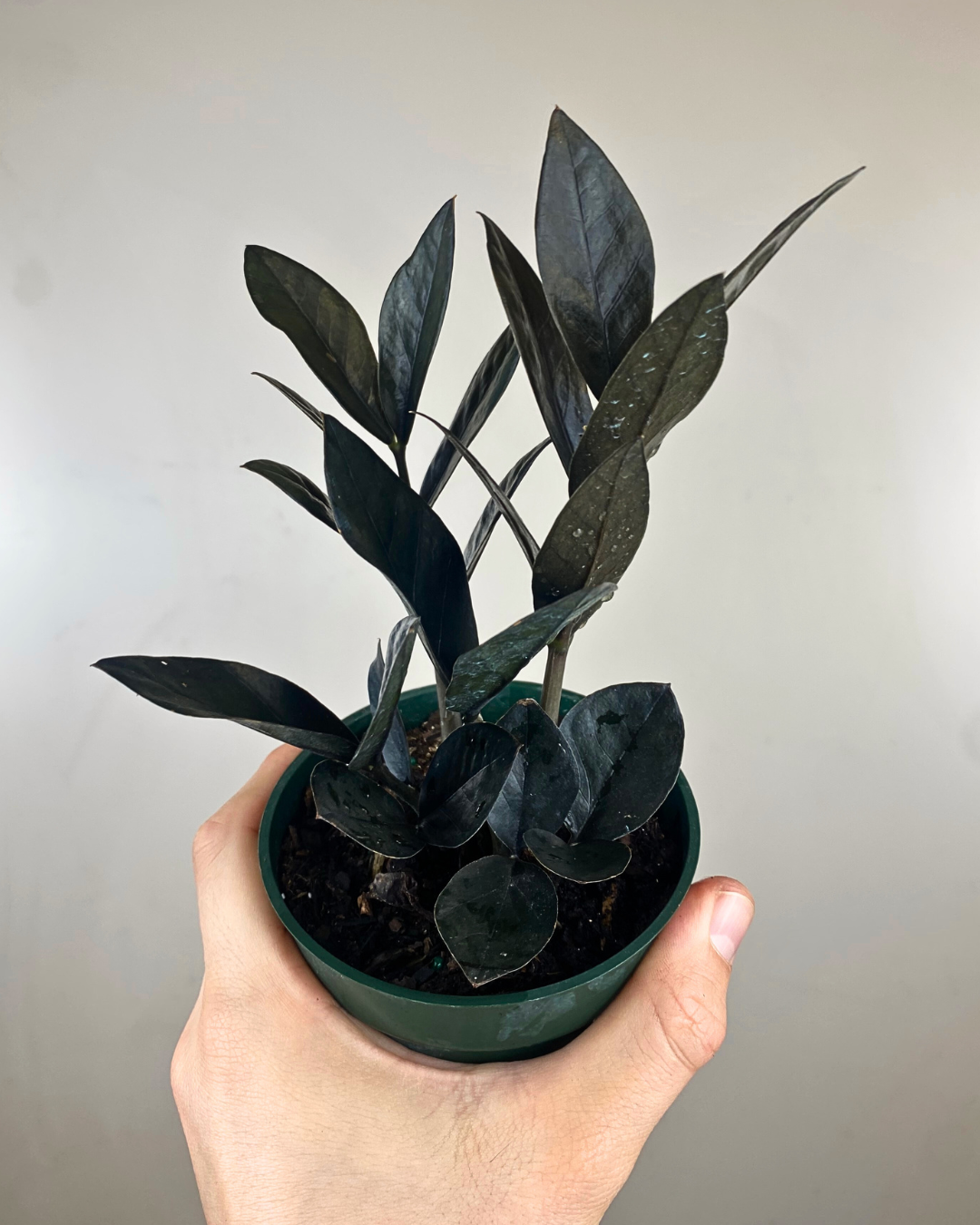 Zamioculcas Zamiifolia 'Raven'