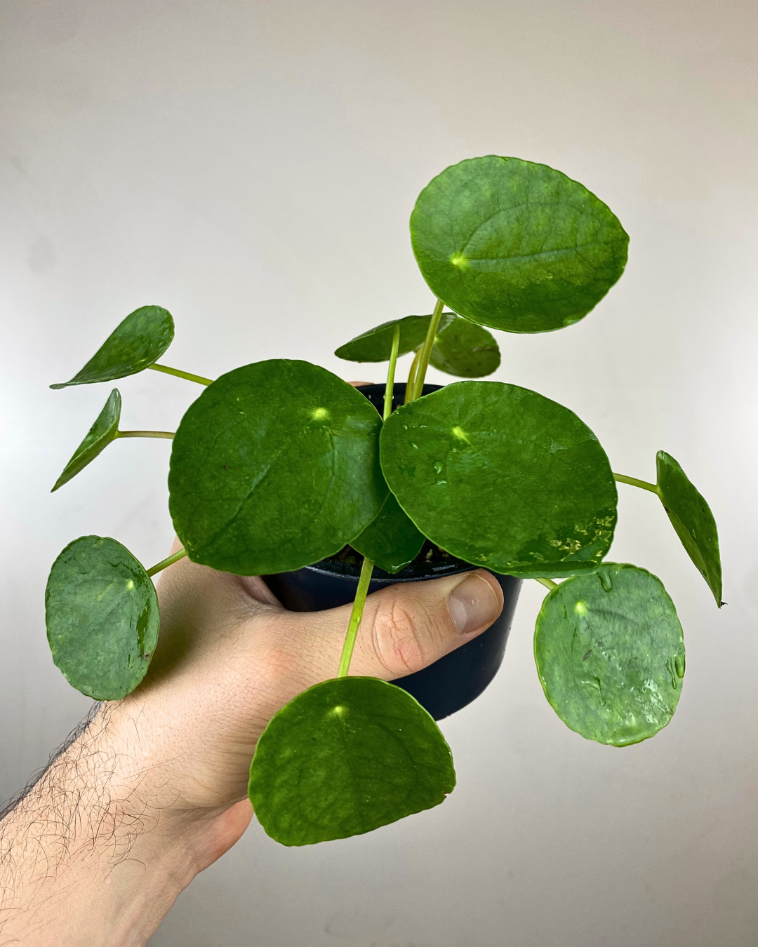 Pilea peperomioides