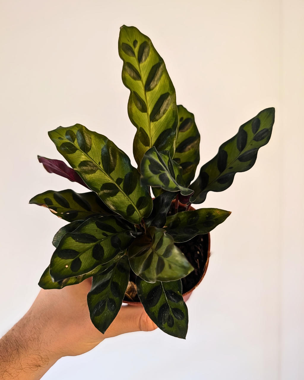 Calathea lancifolia