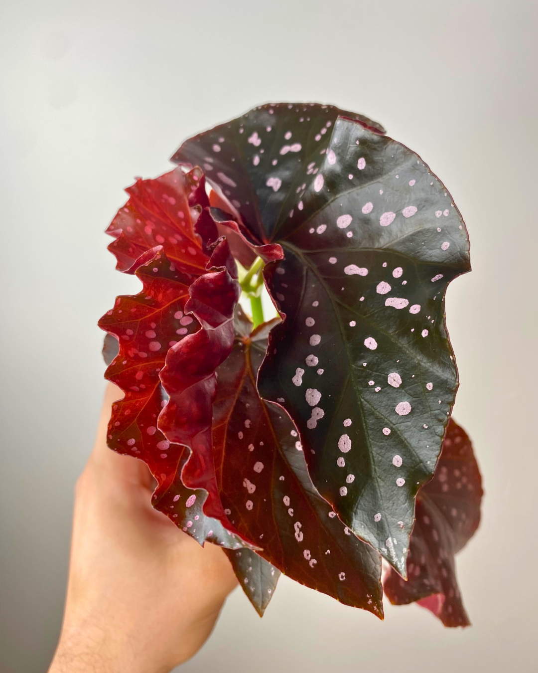 Begonia ‘Cracklin Rosie’