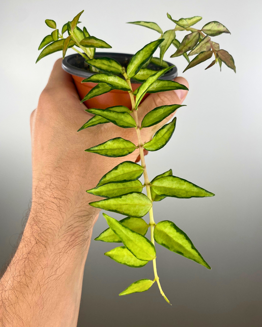 Hoya Bella Luis Bois Inner Variegata