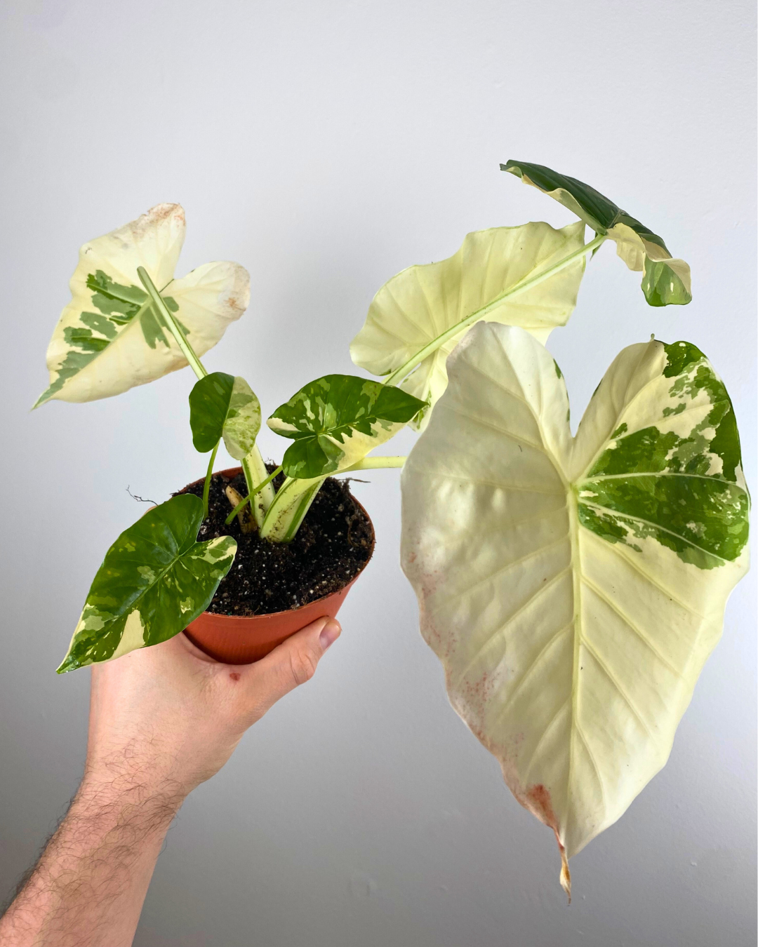 Alocasia 'Dawn' Variegata