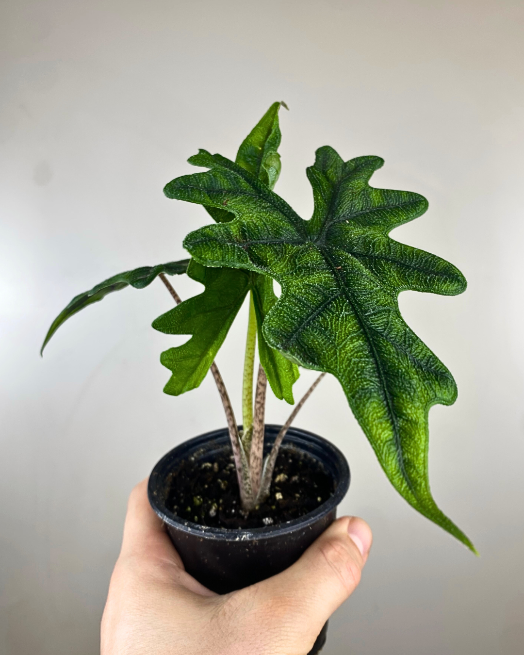 Alocasia 'Jacklyn'