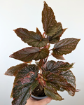 Begonia maculata 'Pink Spot'