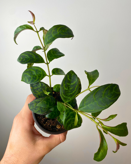 Lipstick Plant Black Pagoda (Zebra Vine)