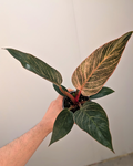 Philodendron Birkin ‘Pink Bikini Rose’