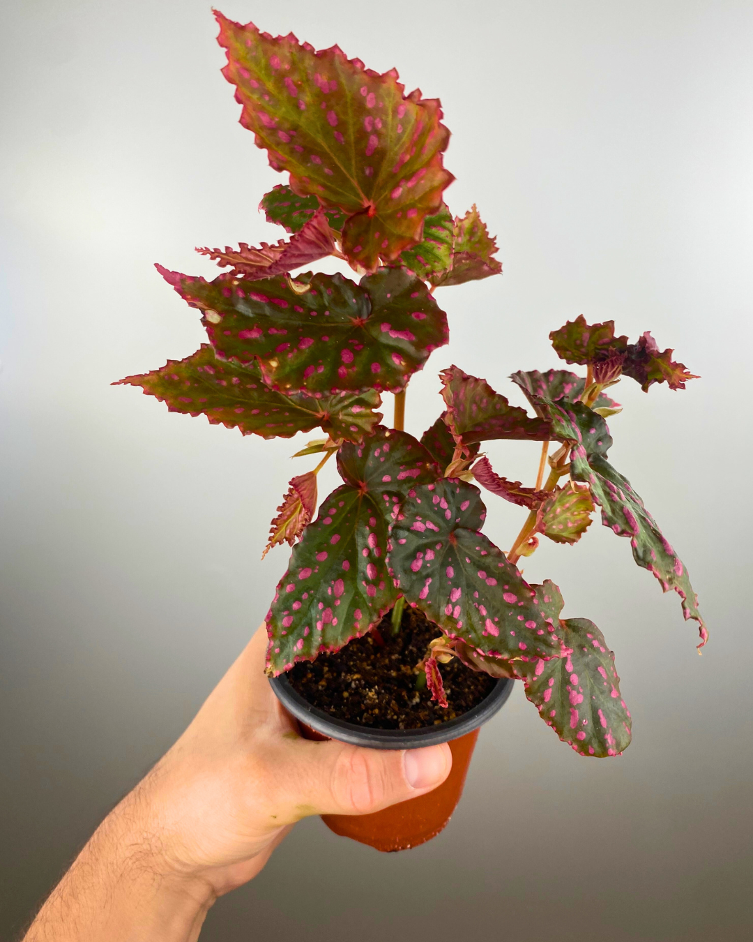 Begonia Negronensis