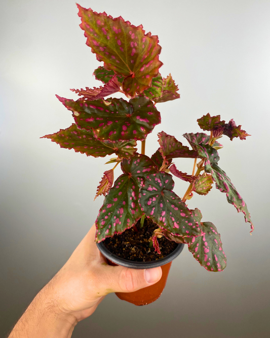 Begonia Negronensis