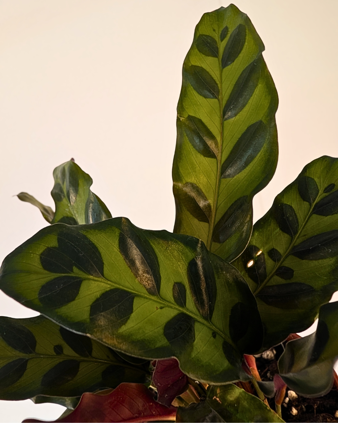 Calathea lancifolia