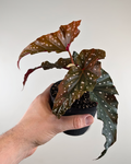 Begonia maculata 'Black Forest'
