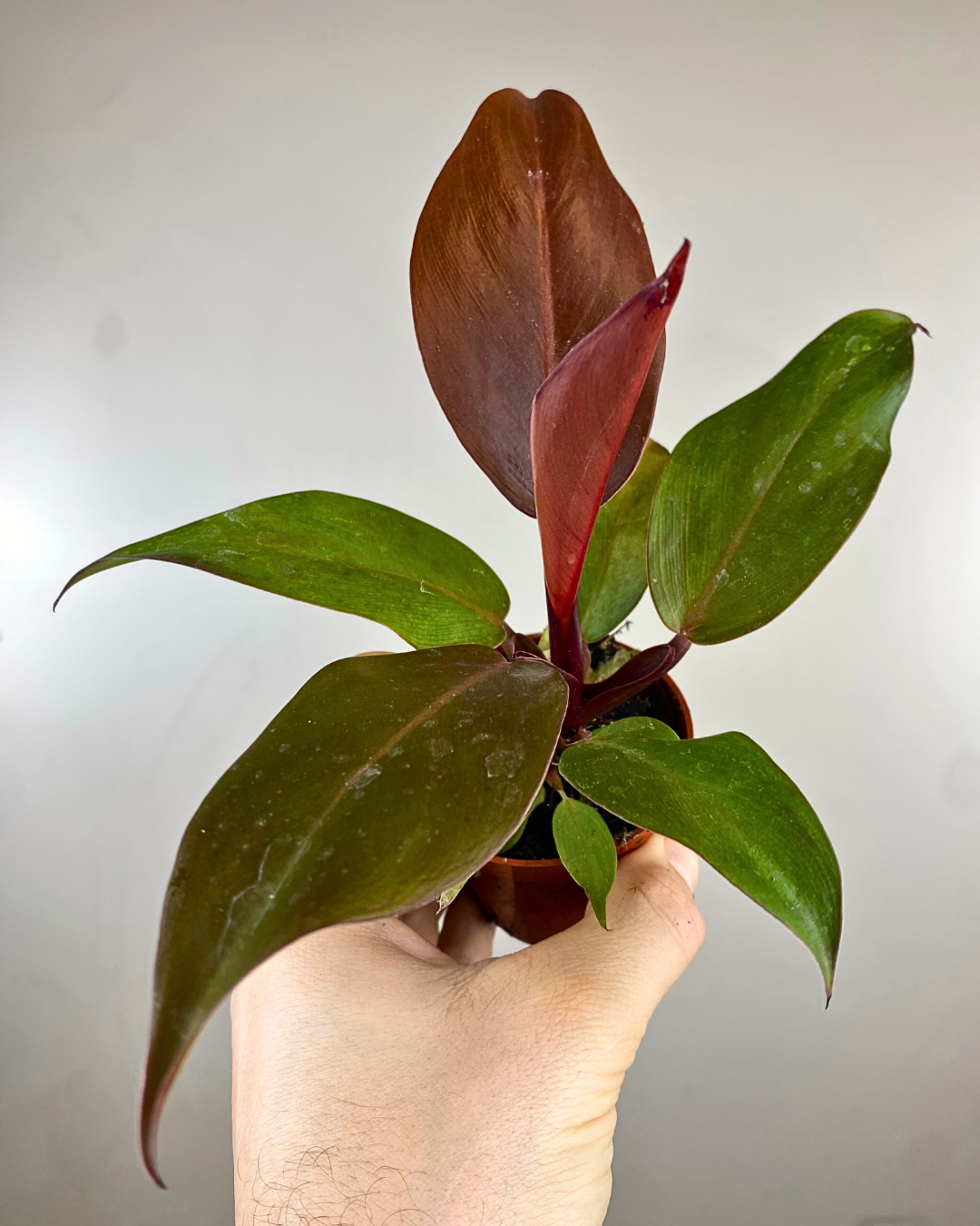 Philodendron 'Red Sun'