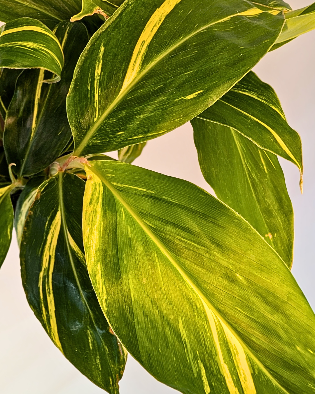 Alpinia variegata ‘Ginger’