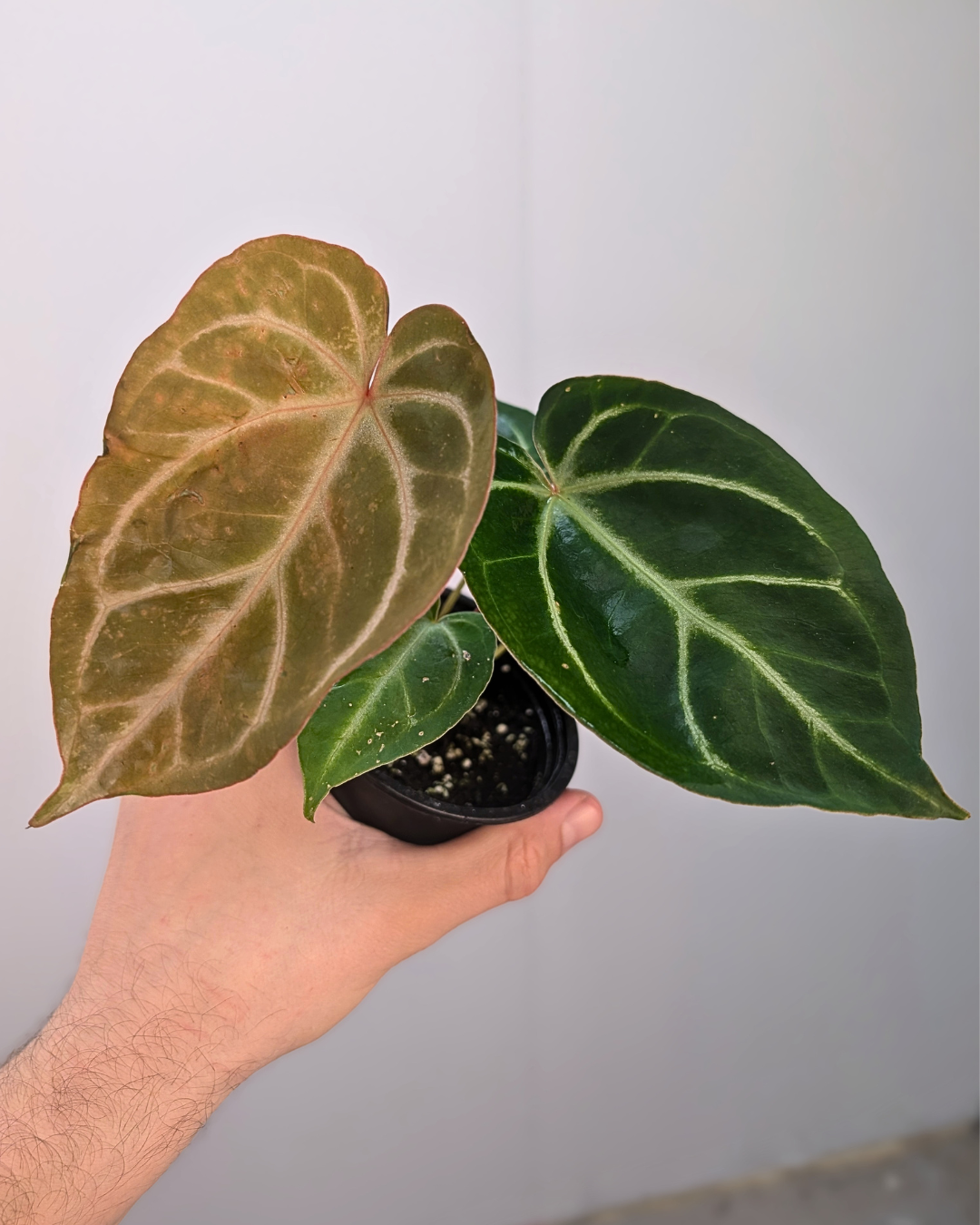 Anthurium crystallinum 'Red'