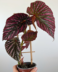 Begonia Brevirimosa