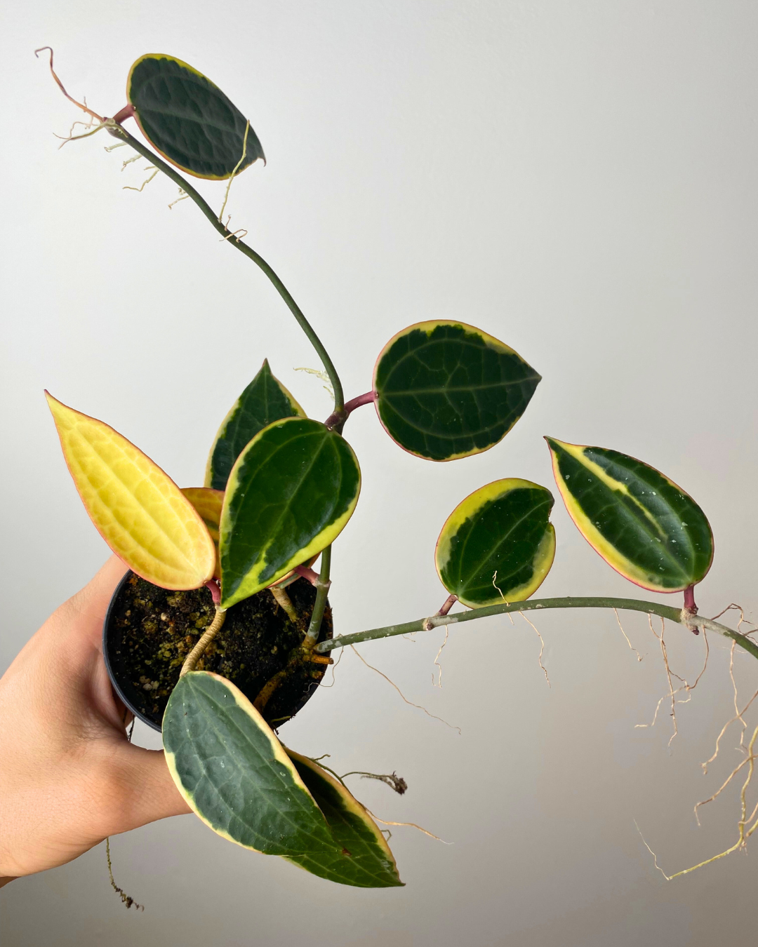 Hoya Macrophylla 'White Margins'