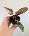 Philodendron Pink Princess 'Marble King'
