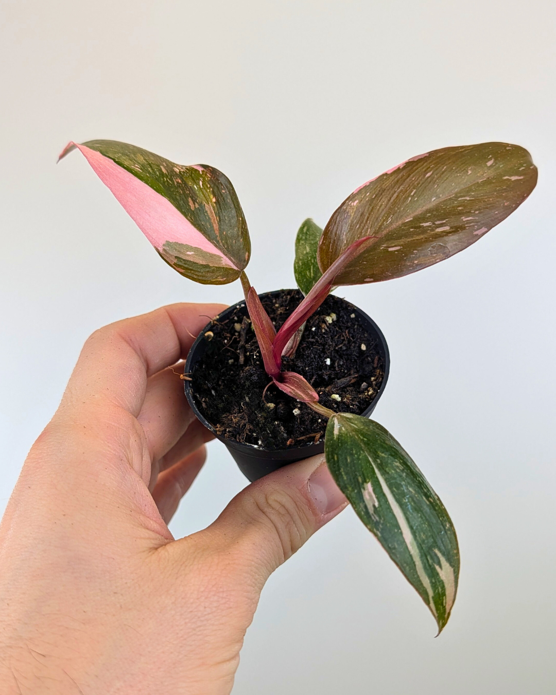 Philodendron Pink Princess 'Marble King' – Aurea Plants