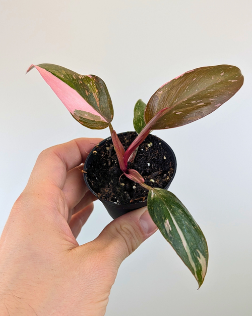 philodendron pink princess vs marble Philodendron Pink Princess 'Marble King' – Aurea Plants