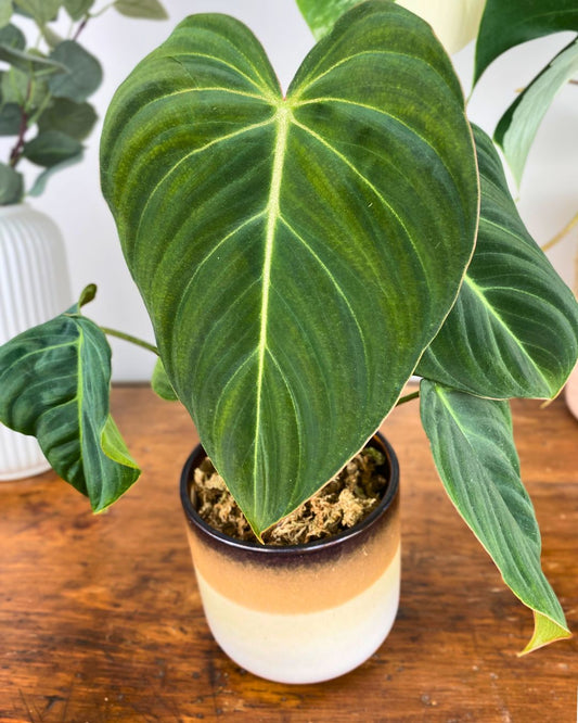 Philodendron Glorious (gloriosum x melanochrysum)