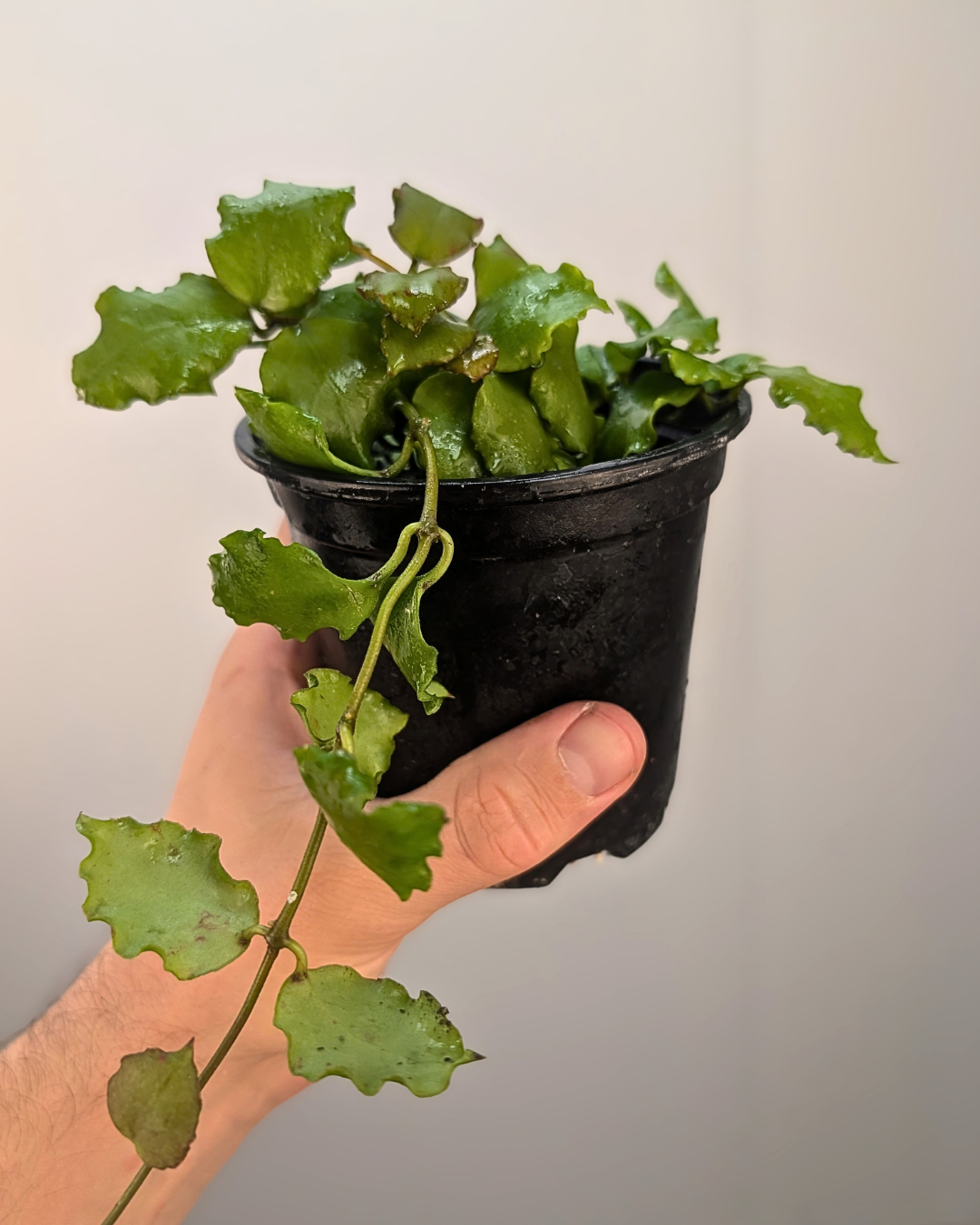 Hoya endauensis