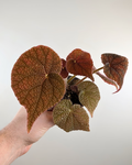 Begonia Masoniana 'River'