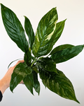 Spathiphyllum 'Domino'