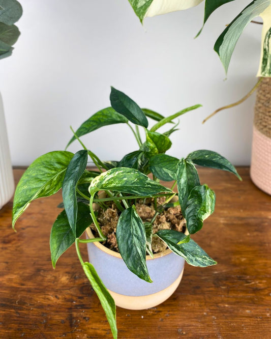 Pothos Epipremnum Pinnatum Albo