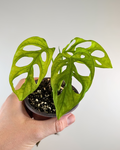 Monstera Adansonii