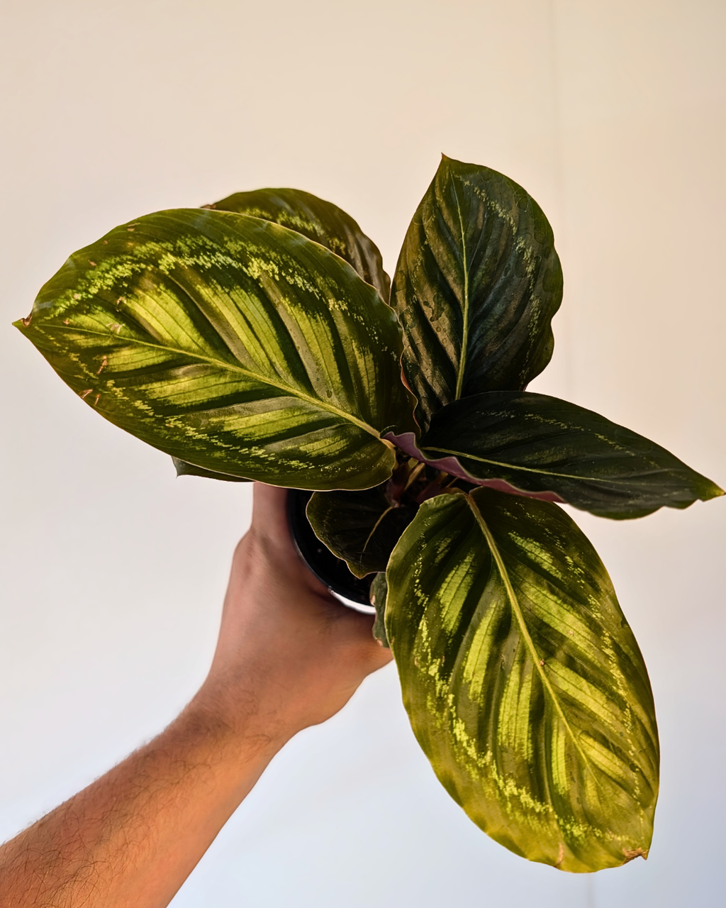 Calathea 'Flamestar'