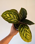 Calathea 'Flamestar'