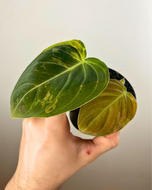 3" Philodendron Melanochrysum