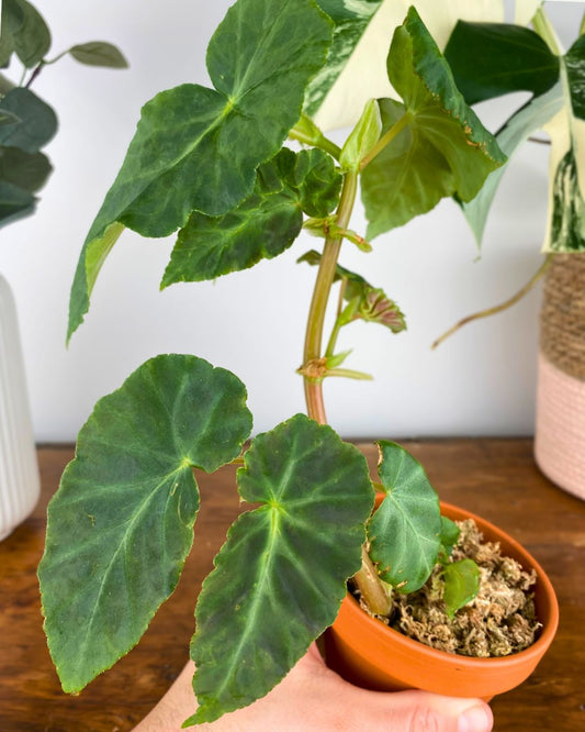 Begonia Gray Feather