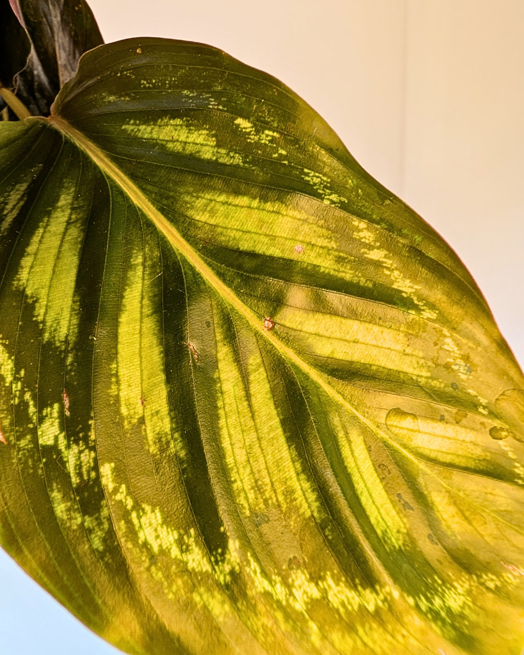 Calathea 'Flamestar'