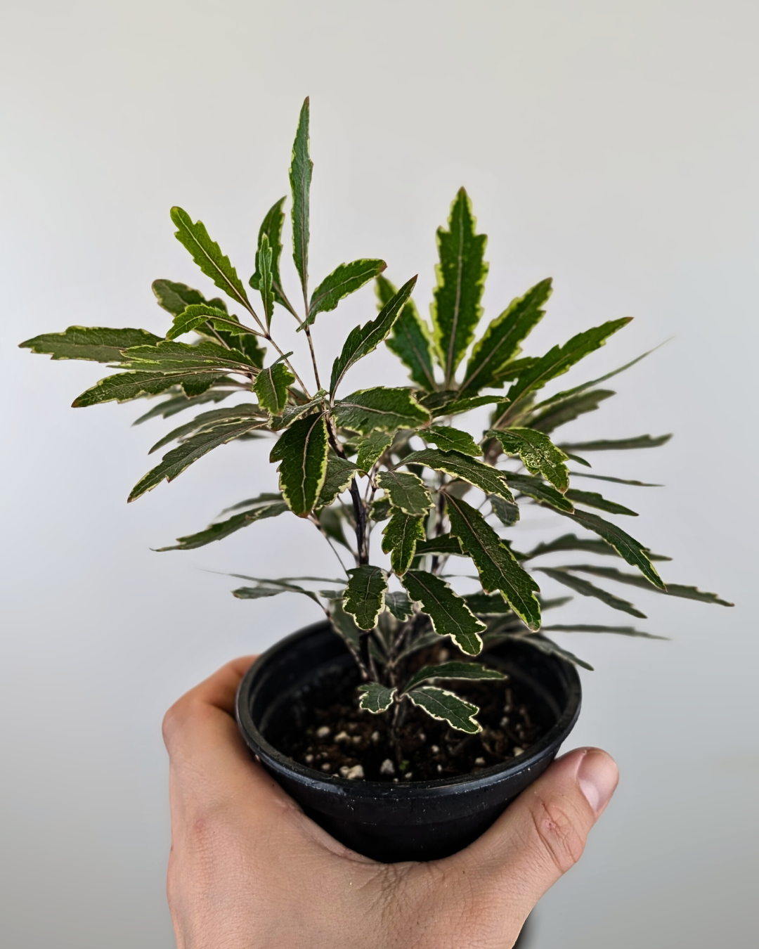 Aralia elegantissima variegata