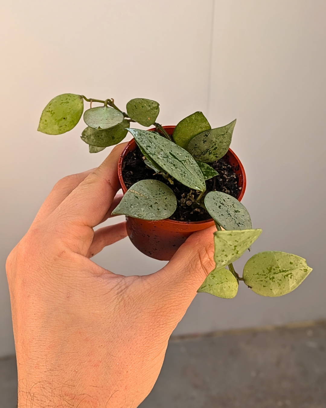 Hoya krohniana 'Arctic'
