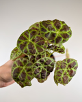 Begonia Goegoensis