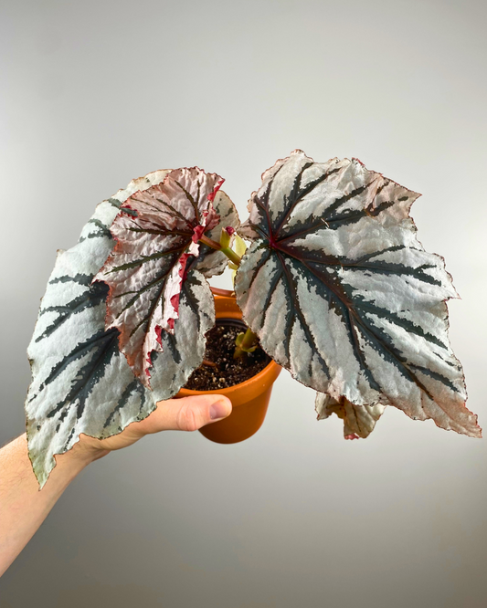 Begonia 'Looking Glass'