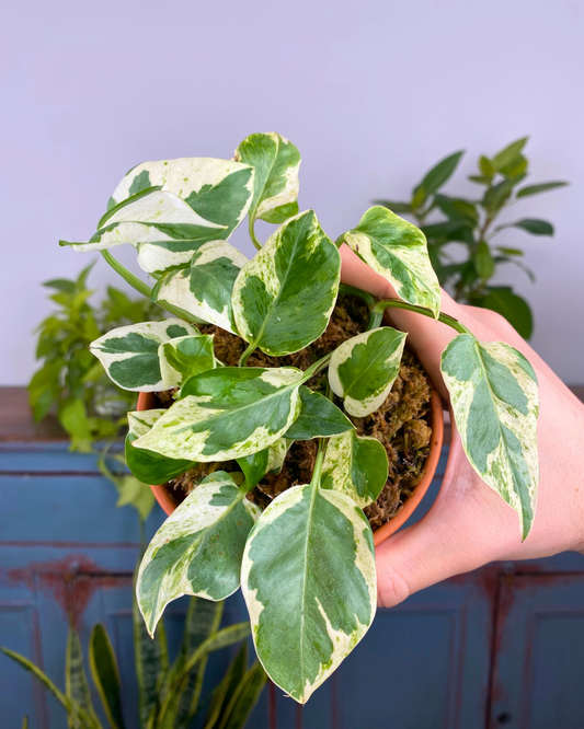 Pearl and Jade Pothos