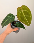 Anthurium forgetii