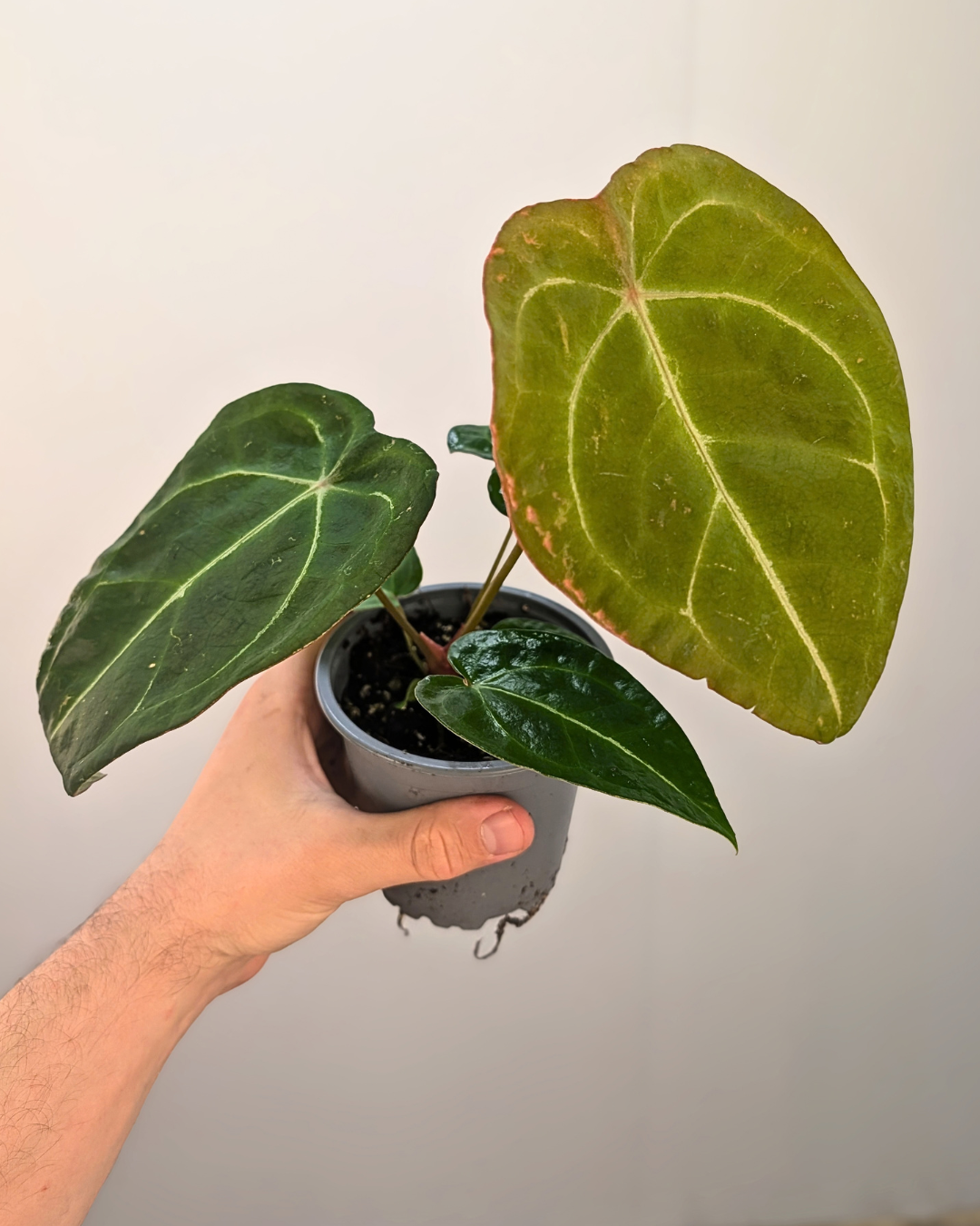 Anthurium forgetii